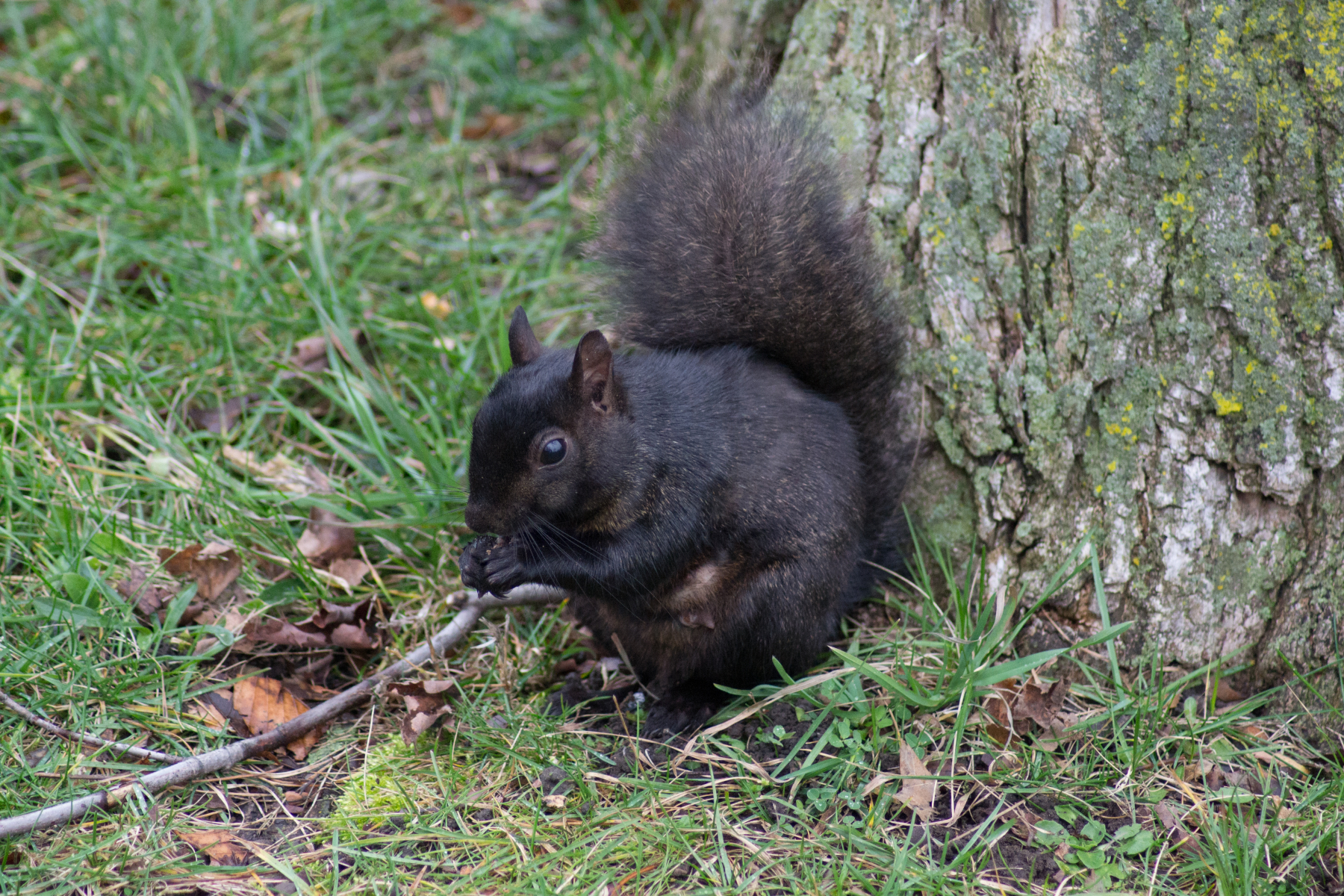 Black-Squirrel