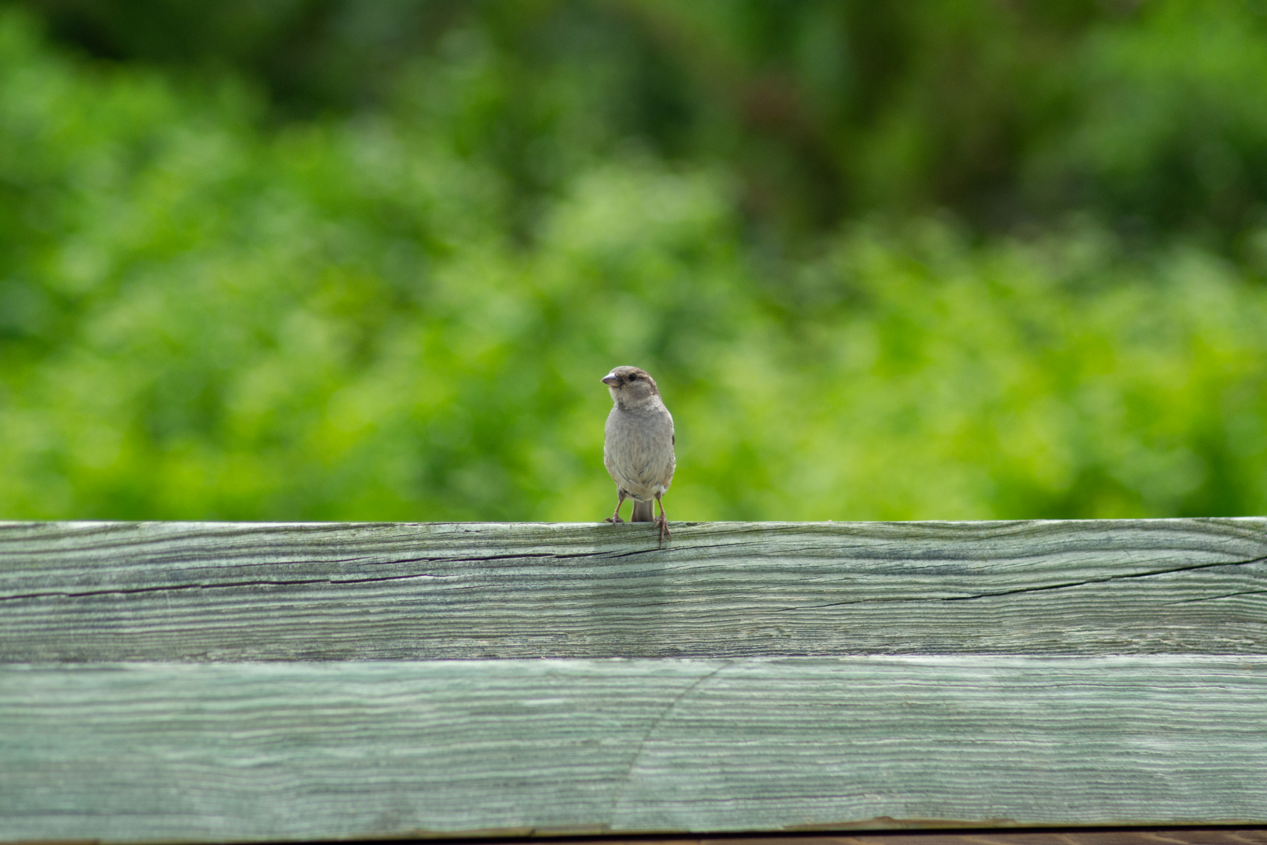 Bird-on-Fence